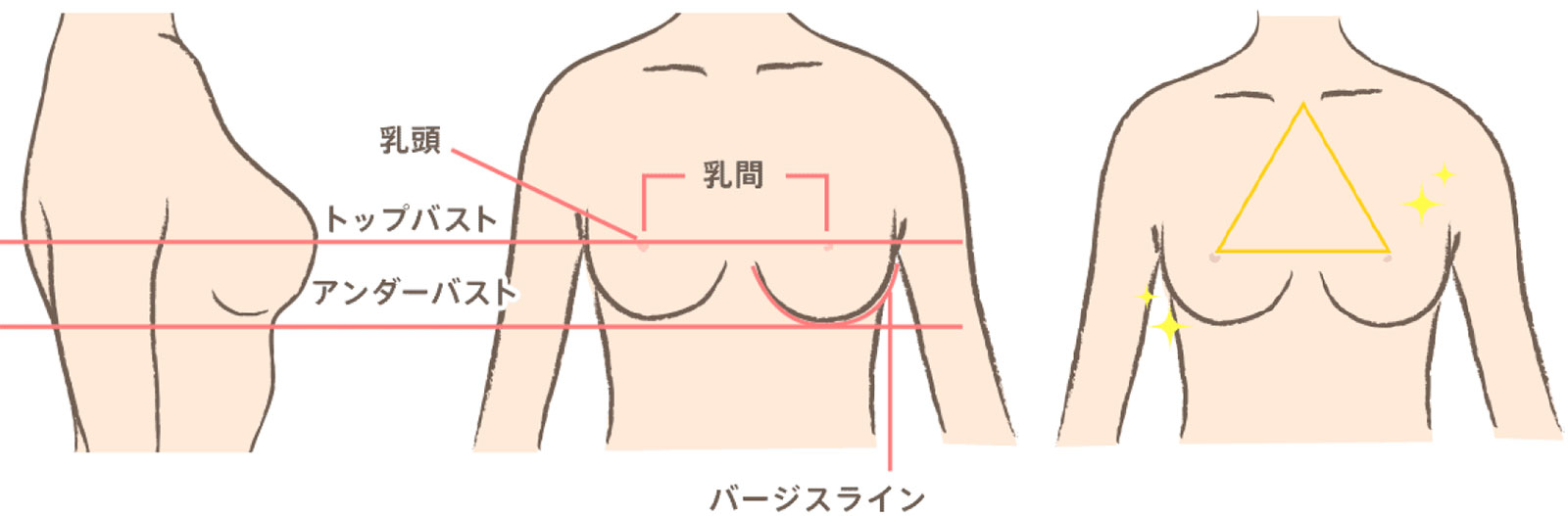 バストの基礎知識